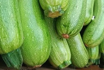 Срезать, а не ломать: правила сбора кабачков, которые, оказывается, существуют и помогают сохранить урожай