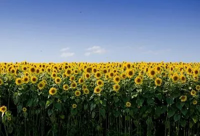 За последние 10 лет доля отечественных семян подсолнечника и кукурузы на Кубани выросла более чем в 1,5 раза