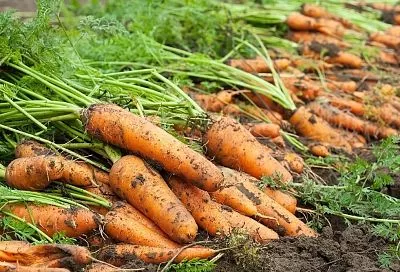 Когда копать морковь, чтобы она была сладкой всю зиму: идеальные сроки
