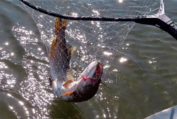 Когда нерест щуки и как не упустить весенний жор после икромета — всего 10 дней