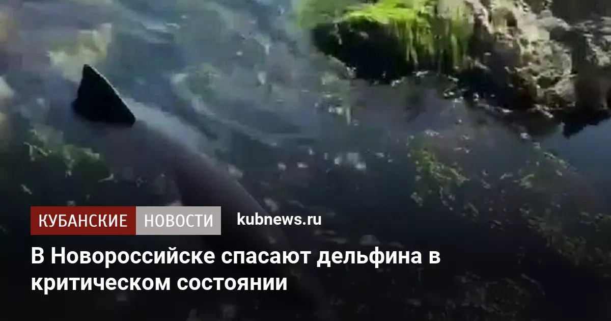 В Новороссийске спасают дельфина в критическом состоянии