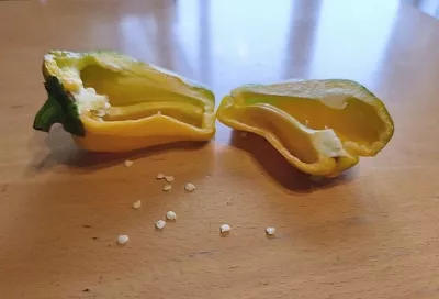 Семена перца собираем сами: чтобы в следующем году урожай был еще больше