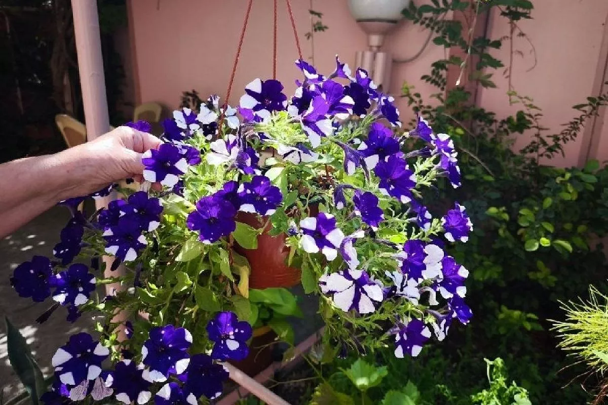 Так делают лучшие цветоводы: петуния, посеянная таким методом, взойдет 100 процентов