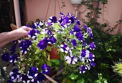 Так делают лучшие цветоводы: петуния, посеянная таким методом, взойдет 100 процентов