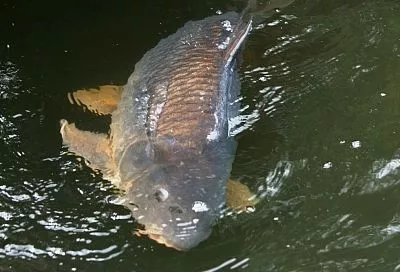 Температура воды и клёв: как найти рыбу в жару по градуснику (таблица)