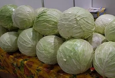 Нужно ли пикировать капусту и зачем: крупные кочаны начинаются с рассады