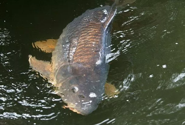 Температура воды и клёв: как найти рыбу в жару по градуснику (таблица)