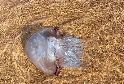 Ученые предложили использовать полученный из медуз Азовского моря коллаген при лечении ЧМТ