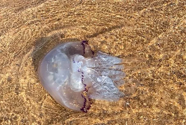 Ученые предложили использовать полученный из медуз Азовского моря коллаген при лечении ЧМТ
