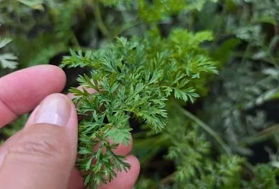 Подстригаем морковь осенью: опытные огородники советуют делать это с учетом погоды