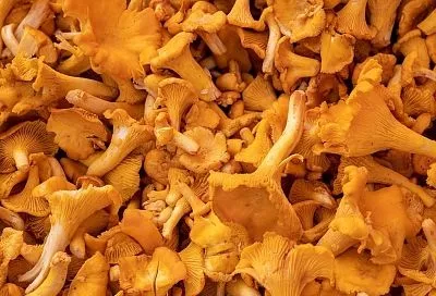 Грибная икра на зиму: простой рецепт заготовки с пикантным ароматом