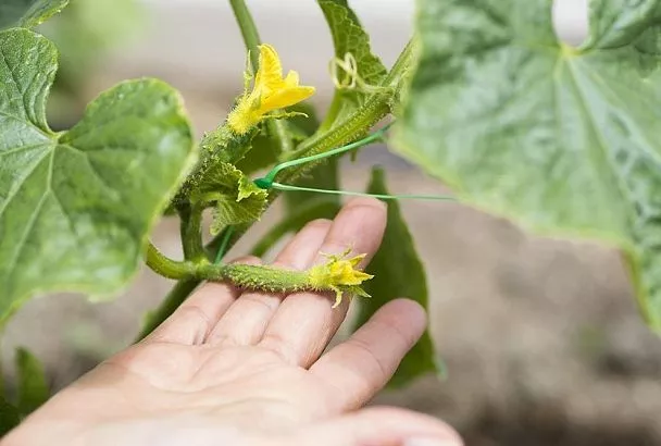 1 столовая ложка на ведро – и огурец стремительно идет в рост: калийная подкормка с этим творит чудеса, но есть нюанс