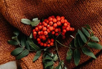 Ой, рябина кудрявая: сорт, который удивит урожайностью, размером плодов и украсит сад