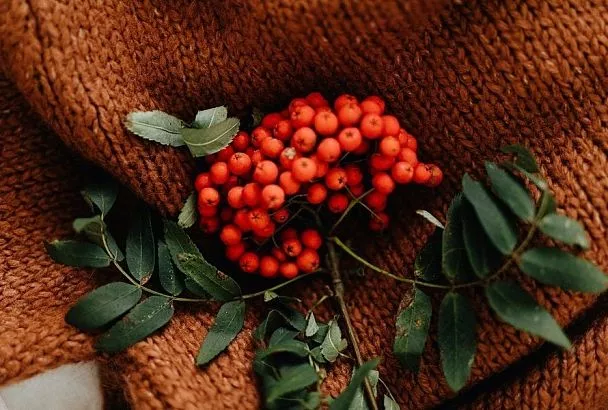 Ой, рябина кудрявая: сорт, который удивит урожайностью, размером плодов и украсит сад