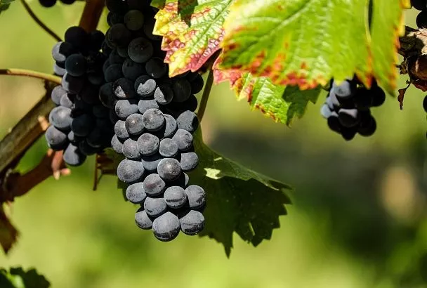 Виноград черенками осенью: правила нарезки и размножение сорта