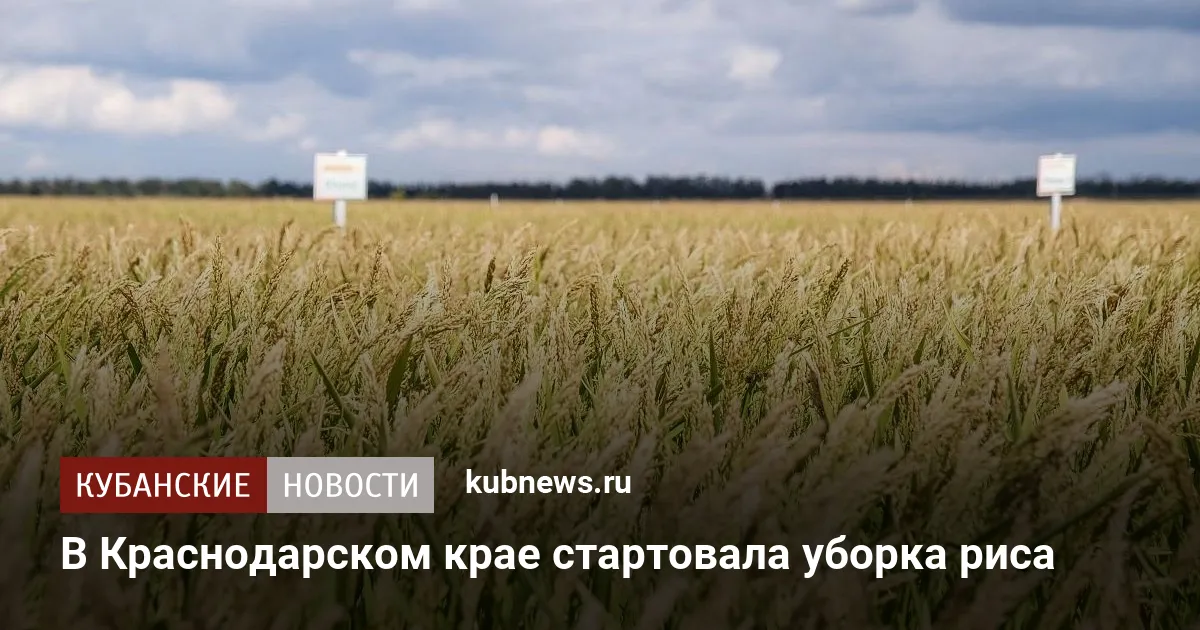 В Краснодарском крае стартовала уборка риса