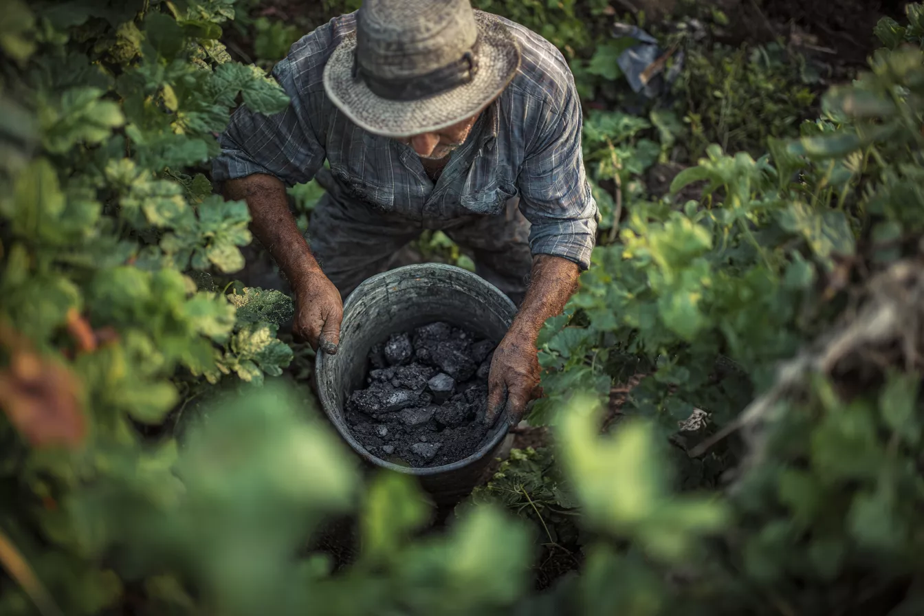 Можно ли удобрять золой? Только если знаете эти правила