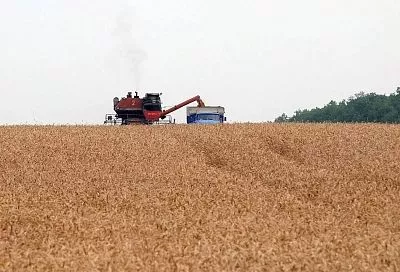 Сектор уверенного роста: кубанский агросектор наращивает вклад в сельскую экономику