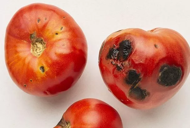 Чем побрызгать помидоры от фитофторы в конце лета: надежные методы от Кизимы