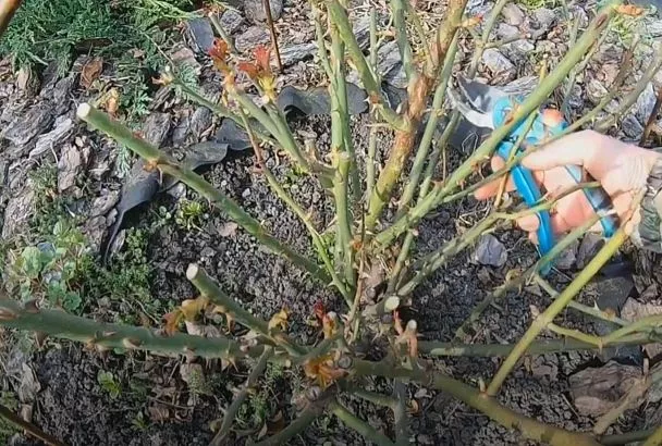 Разбудите розы после зимы за 3 шага: весенняя реанимация для «спящих» кустов