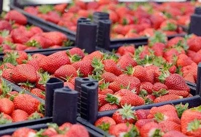 Ярмарки выходного дня в Краснодаре: где купить свежие продукты от фермеров