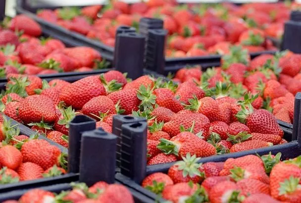 Ярмарки выходного дня в Краснодаре: где купить свежие продукты от фермеров