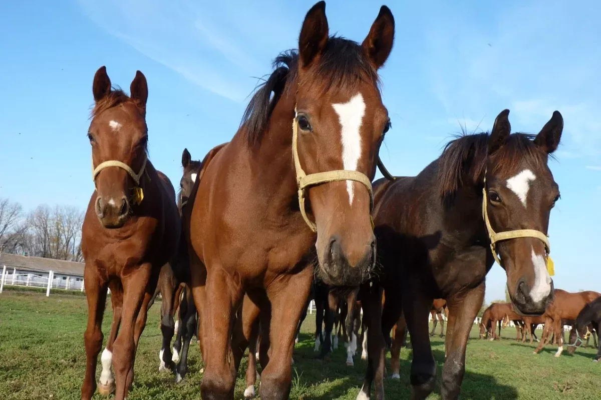 АО «Конный завод «Восход» - лидер развития коневодства на Кубани 