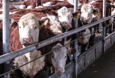 Новую меру господдержки в животноводстве вводят с 2026 года в Краснодарском крае 