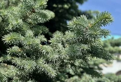 Напиться перед зимой: надо ли делать влагозарядный полив хвойных осенью