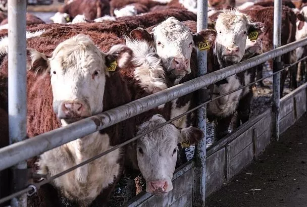 Новую меру господдержки в животноводстве вводят с 2026 года в Краснодарском крае 