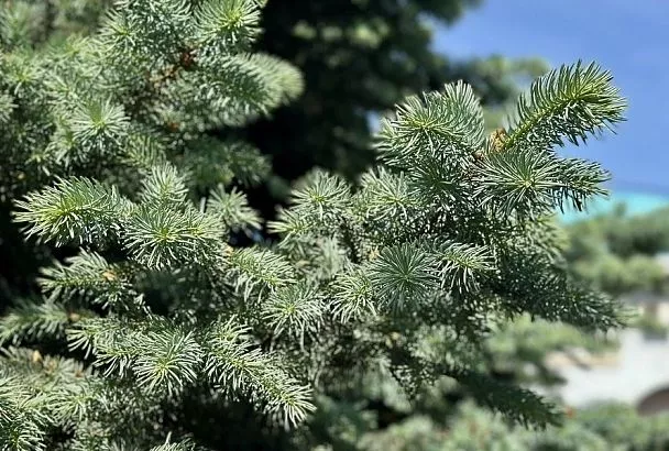 Напиться перед зимой: надо ли делать влагозарядный полив хвойных осенью