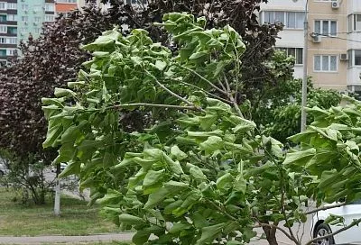 Барический гребень оттеснит дождевые облака на юго-восток Краснодарского края, но жара не вернется