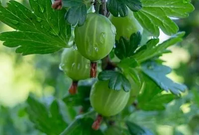 Подкормил крыжовник осенью раз — и летом урожай ведрами: 3 средства на ваш выбор