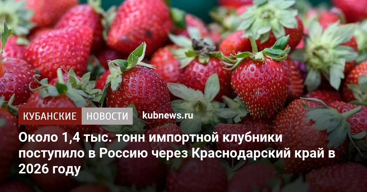 Около 1,4 тыс. тонн импортной клубники поступило в Россию через Краснодарский край в 2026 году