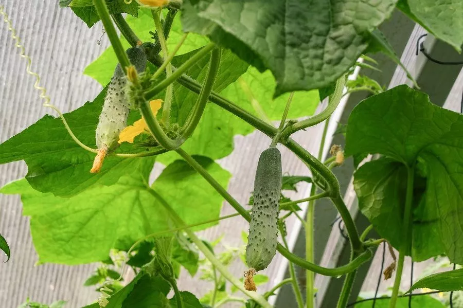У огурцов желтеют листья: причины, последствия, решения проблемы
