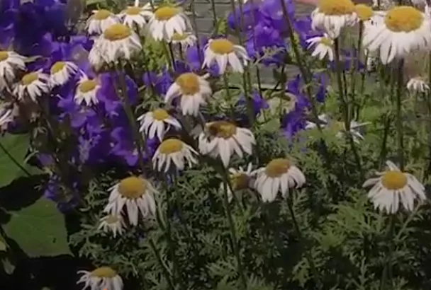 Посадите весной далматскую ромашку, и насекомые-вредители будут облетать ваш участок стороной, травить их не надо