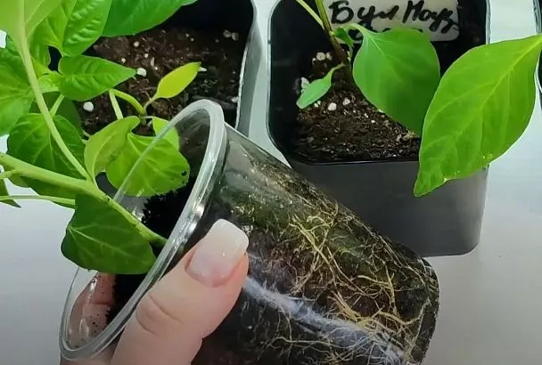 Беру янтарную кислоту для рассады: Рецепт усиленного раствора для мощного роста