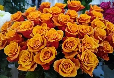 Секрет моих роз: как аспирин спасает букет от увядания