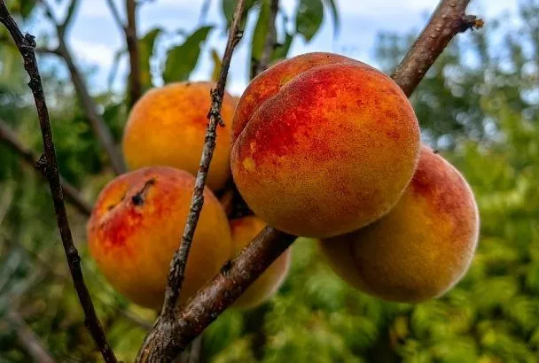 «Уйдут», не попрощавшись: 5 деревьев, которые не стоит сажать осенью