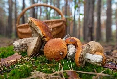 В России за сбор грибов без разрешения грозит штраф и уголовное наказание