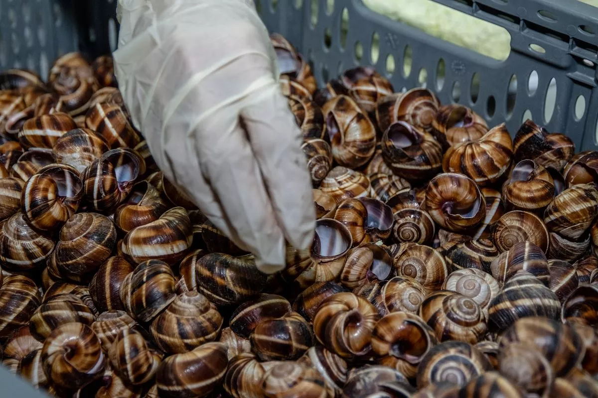 Фаршированные улитки пользуются спросом, особенно в летний сезон