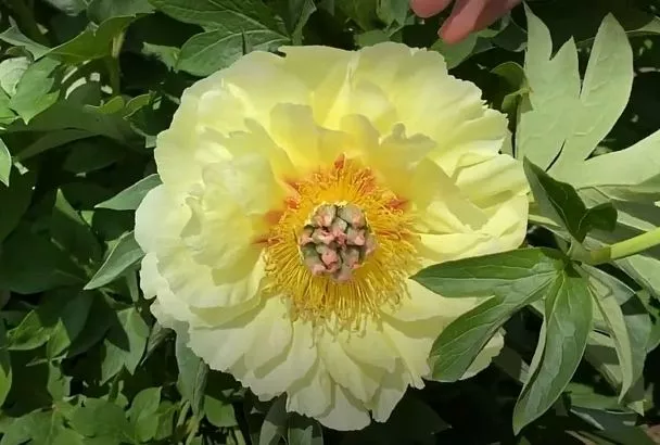 Жёлтые пионы — хит 2025: Почему все сметают сорт Йеллоу и секреты его посадки