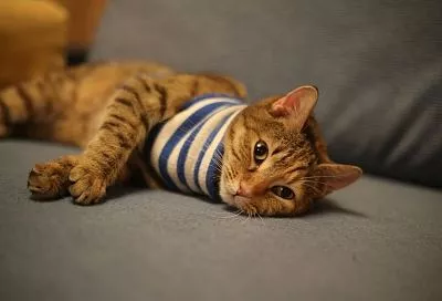 Ни следов, ни запаха: как правильно удалять «несанкционированные» кошачьи пописы на диван