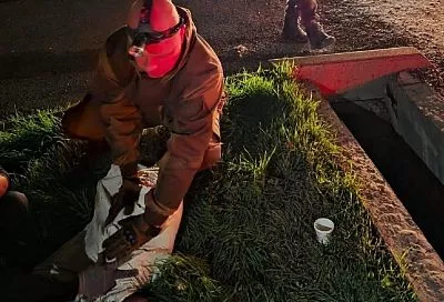 В Новороссийске спасатели достали из ливневки сбитую автомобилем собаку 