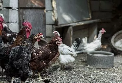 Такой птичий помёт заменит все удобрения сразу: рецепт суточной «болтушки» 