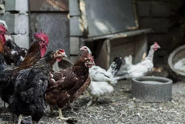 Такой птичий помёт заменит все удобрения сразу: рецепт суточной «болтушки» 