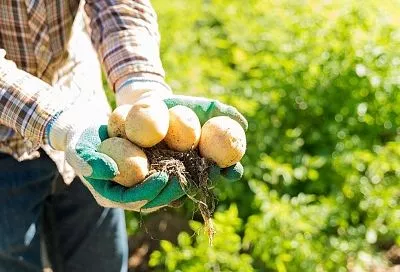 Посадил очистки и удивился: вот какой картофель дал наилучший урожай в 2025 году у агронома Ломоноса