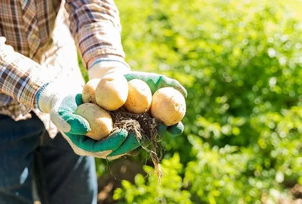 Посадил очистки и удивился: вот какой картофель дал наилучший урожай в 2025 году у агронома Ломоноса