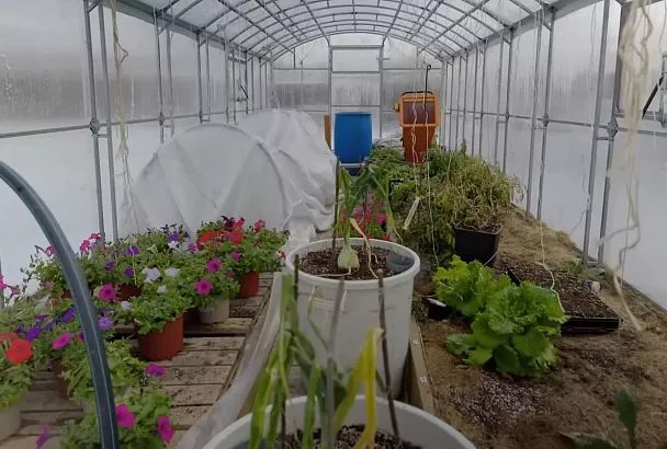 Смотрю на градусник и сажаю рассаду: температура почвы vs воздуха — что важнее