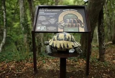 Уникальная экотропа в честь краснокнижной черепахи Никольского появилась в заповеднике «Утриш»